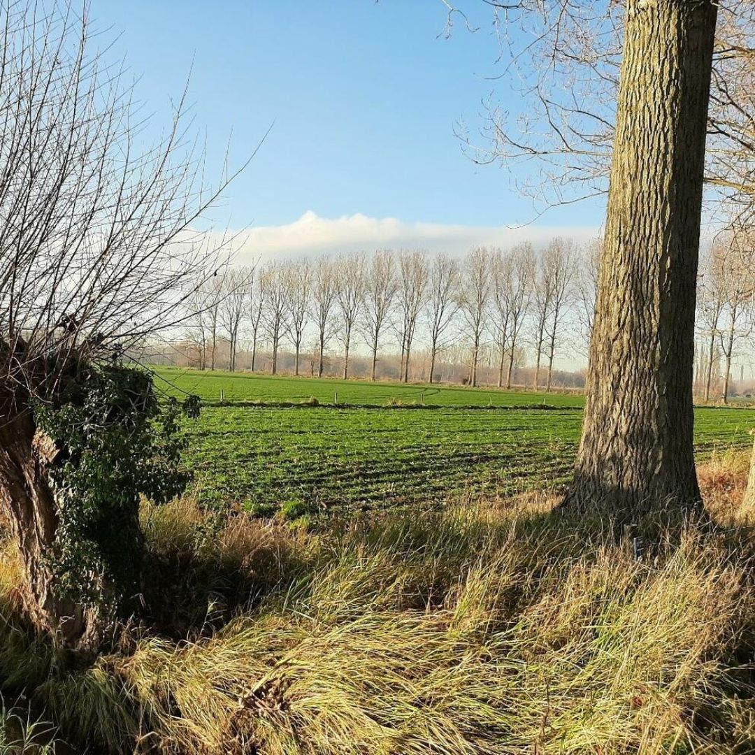 Gent Grond