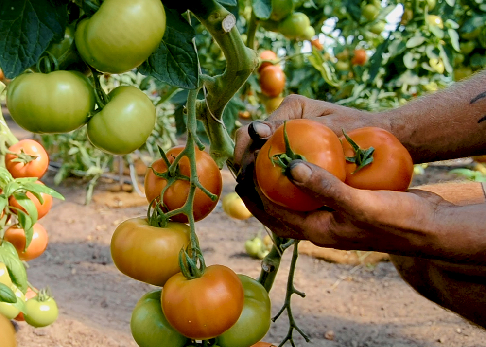 Tomaten