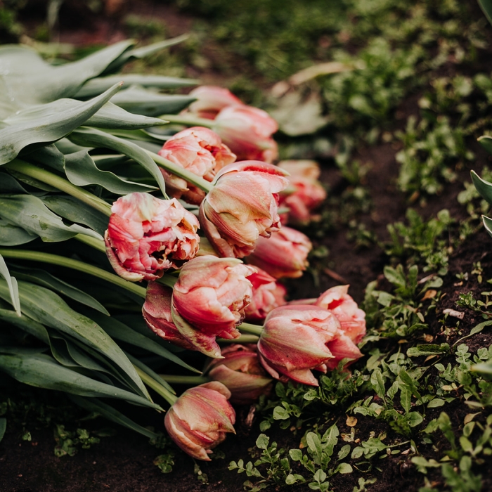 biotulpen @Bloom