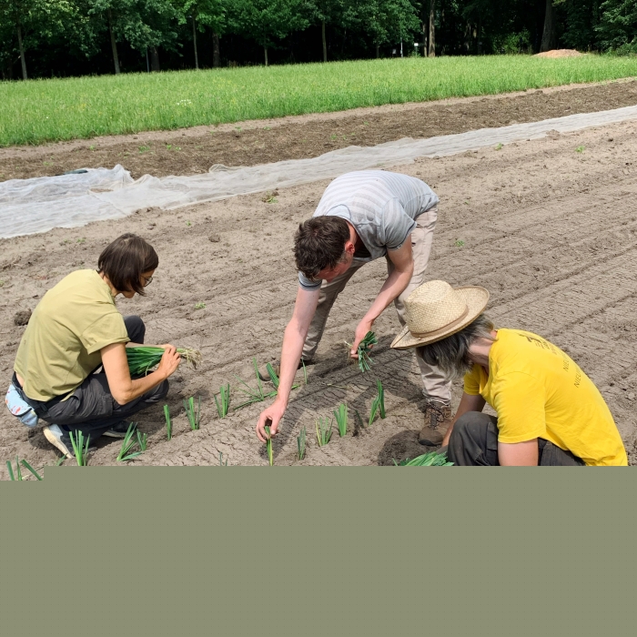 Collega's van De Landgenoten planten prei